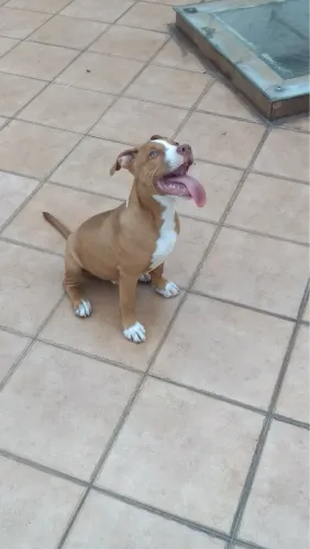 DOAÇÃO CACHORRO