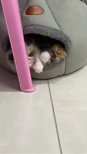 Gato persa