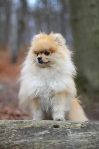 Lulu da Pomerania Amor que se fortalece no tempo
