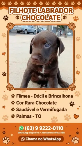 Labrador chocolate