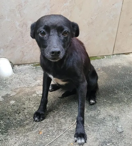 Adoção cachorra adulta 7 anos