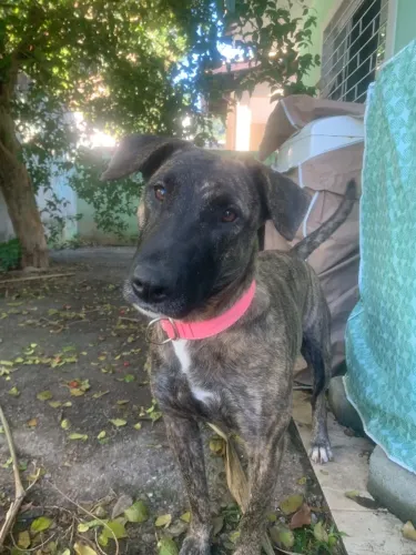 Cachorrinho para Doação