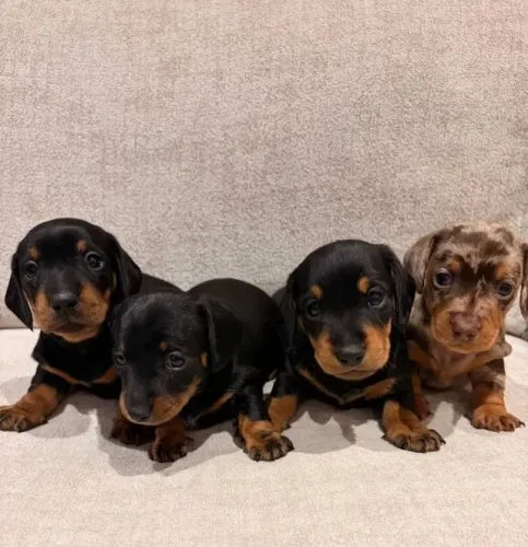 Cachorro filhote dachshund/teckel/basset/salsicha/cofap brincalhão