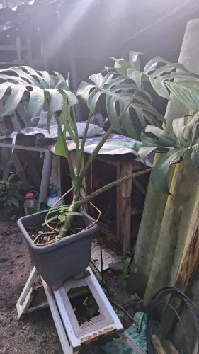 Plantas, costela-de-adão já em vaso grande