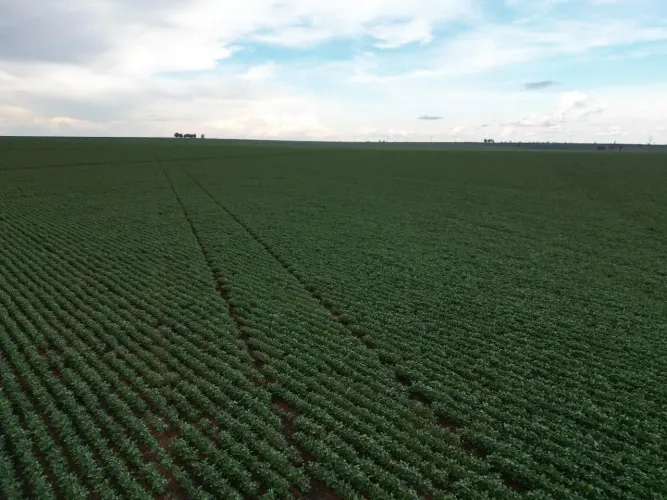 Fazenda 12727 hec em Ribas do Rio Pardo MS. 540 milhões.