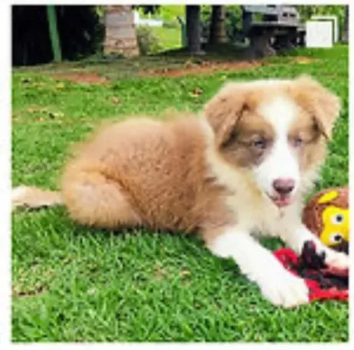 Border collie inteligente e cheio de energia para sua familia ativa 