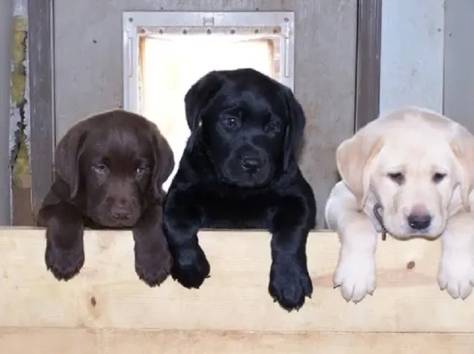 Labrador Lindas Cores