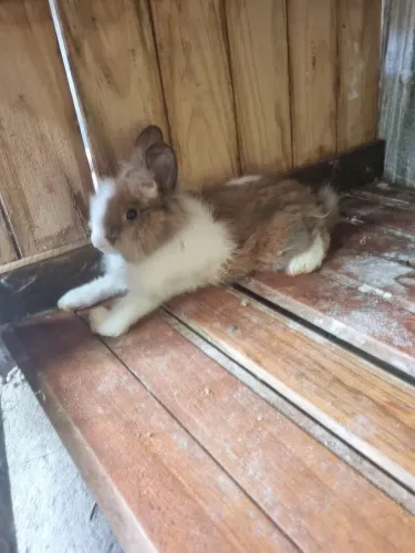 Coelho macho peludo