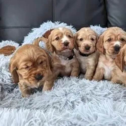 Cocker Spaniel,Cocker Spaniel Filhote Saudável Excelente Companhia