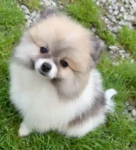 Filhotes de Lulu da Pomerânia