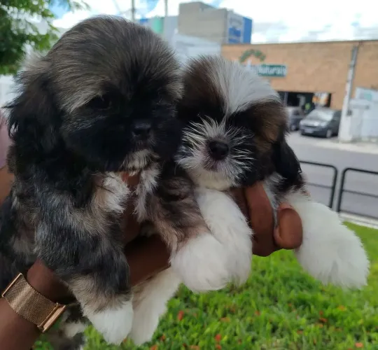Shih Tzu Mais alegria, mais carinho, mais vida com um dog assim