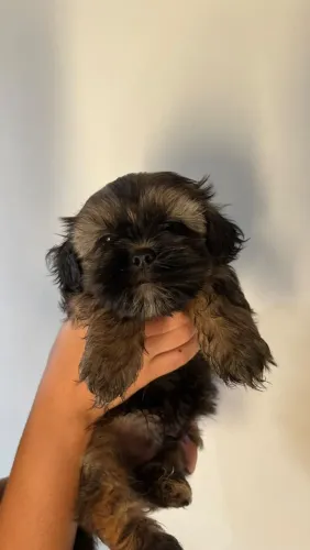 Lhasa Apso Puro macho