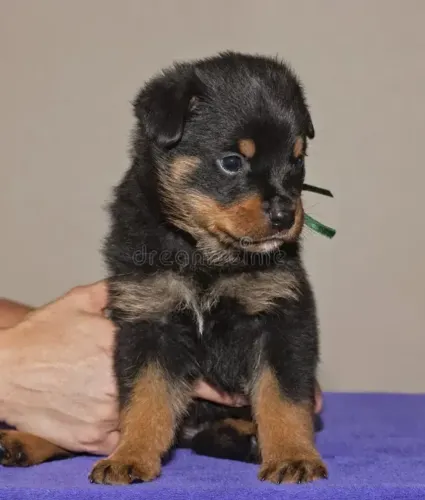 rottweiler filhote DE GRAÇA