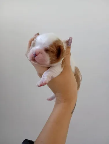 Cavalier King Filhote disponivel macho