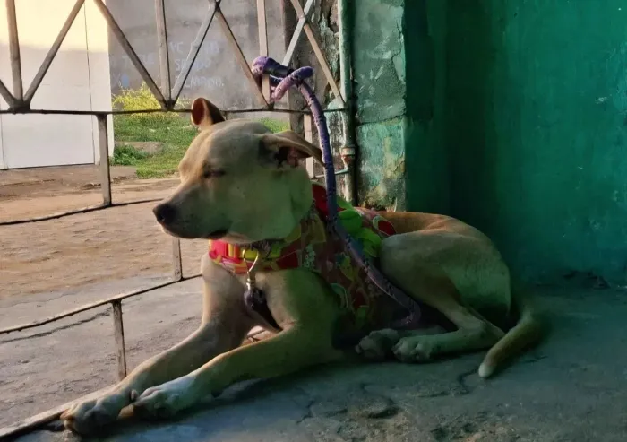 Cachorrinha