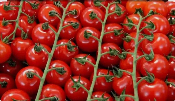 Tomate Cereja, tenho 1.500 kg semanal, direto do produtor