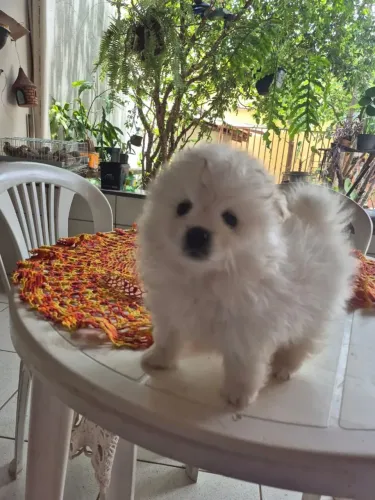 Filhote de Lulu da Pomerânia