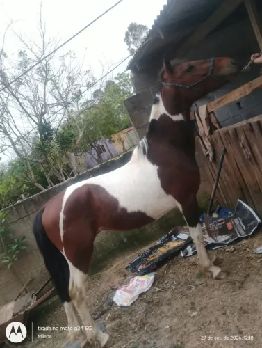 cavalo há venda