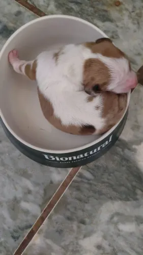 Filhote de Basset dachshund Fêmea Branca mofada arlequim