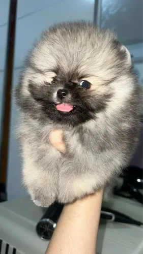 Spitz alemão 
