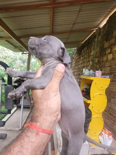 Vendo pit monstro 40 dias 800 reais