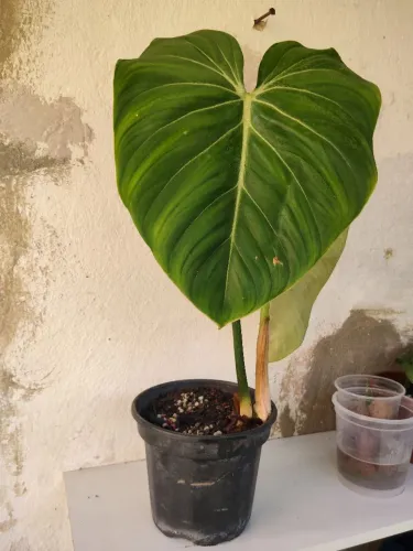 Vendo filodendro glorioso