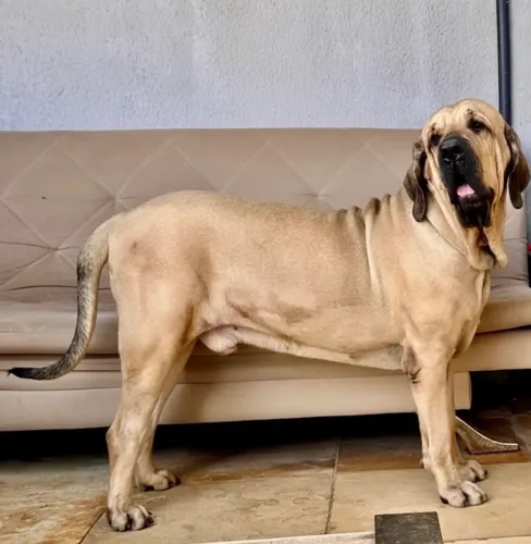 Fila Brasileiro - casal