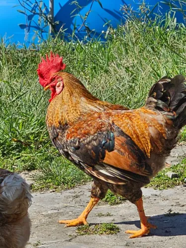 Vendo lote de galinhas caipiras