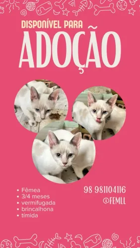 Gatinhos para adoção