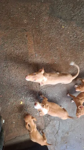 Filhotes de cachorro misturados