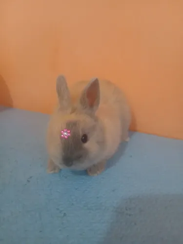Netherland Dwarf 
