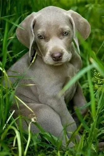 Weimaraner Filhotes