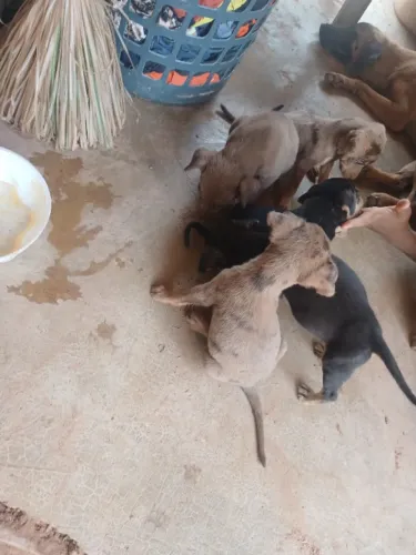 Adoação de urgência de cachorro