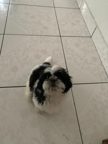 Cachorro Shih Tzu