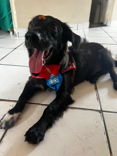 Cão 