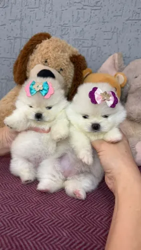 Filhotes de Spitz alemão