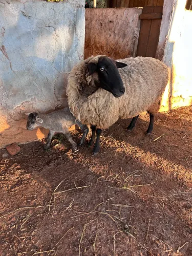 Ovelhas fêmeas