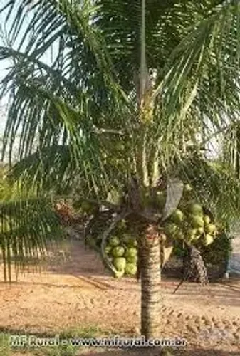 muda de coco adultas adultas produzindo 