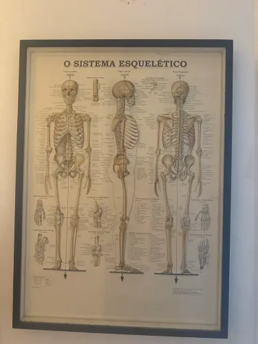 Quadro Educativo Anatômico - Sistema Esquelético Humano