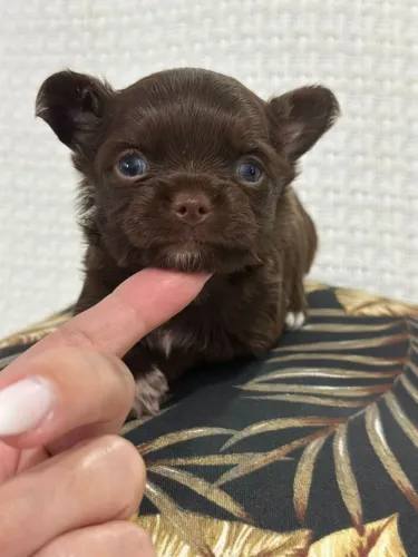 Chihuahua macho. Um lindo Chocolatinho de Pêlo longo! Pedigree CBKC 