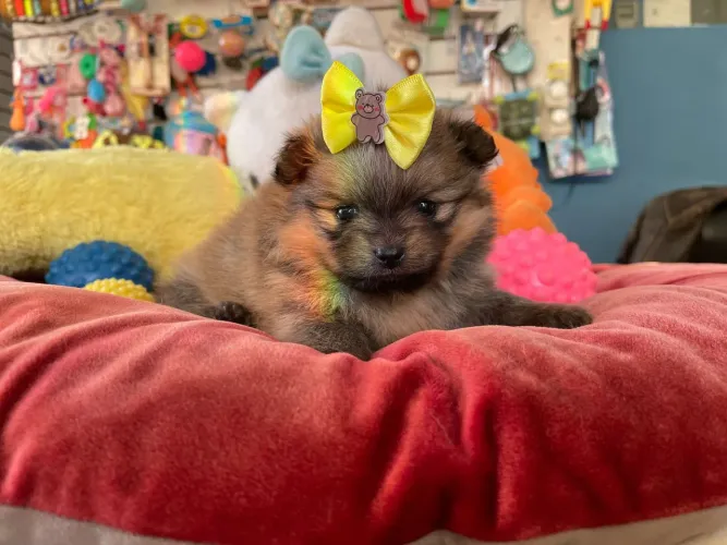 Filhote de Spitz alemão fêmea com laço amarelo lindo