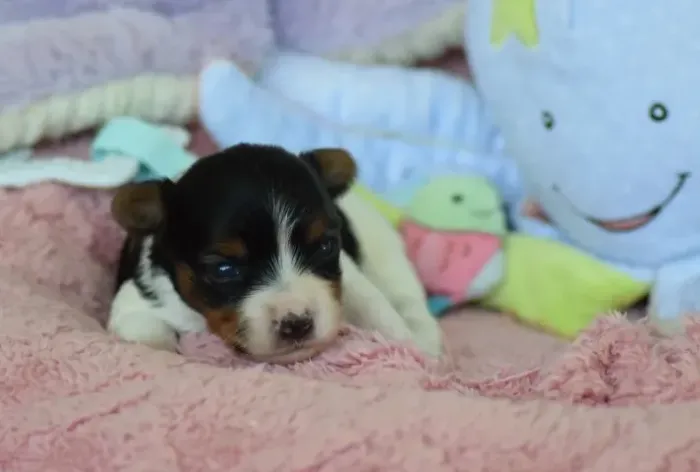 Biewer Terrier Fêmea Tricolor - Cães de Raça Com Linhagem Premium