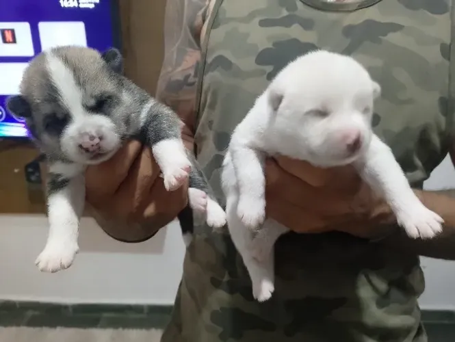 Filhote de Akita inu