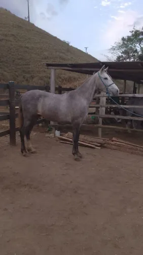 Cavalo marcha batida