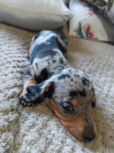 Daschund Kaninchen / Puro, Mini e Vacinado