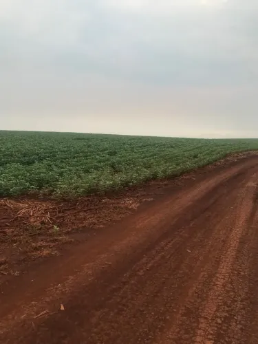 Fazenda 105 alqueiero