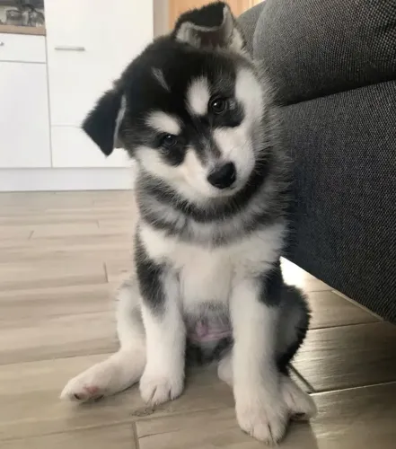 Filhote de Husky Siberiano! Torna-lo educado