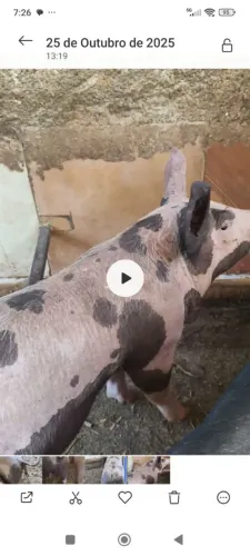 Porco caipira Pietrain