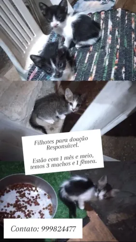 Gatos para Doação Responsável 