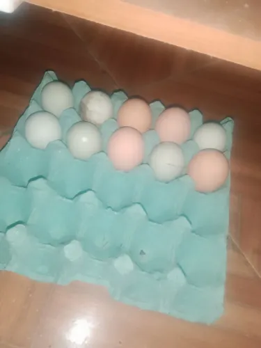 Ovos galados de Gsb